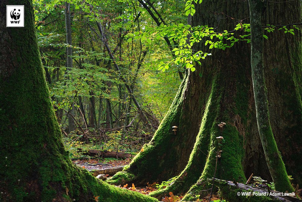 WWFespana's tweet photo. ¡Victoria para el bosque más viejo de Europa! 💚🌳🌲 El Tribunal de Justicia de la UE ha dictaminado hoy que las talas en Bialowieza son ilegales https://t.co/JADArWhlnH https://t.co/u891KGmp8z