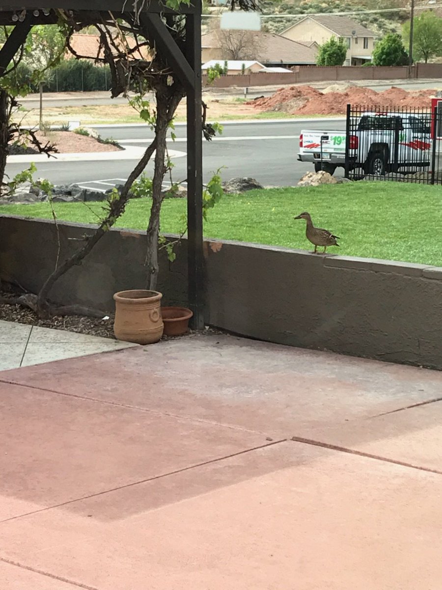 Ducks stopped by for a visit, not sure if they wanted a storage unit or a U-Haul #selfstorage #storage #RVstorage #UHaul #StGeorge #Utah