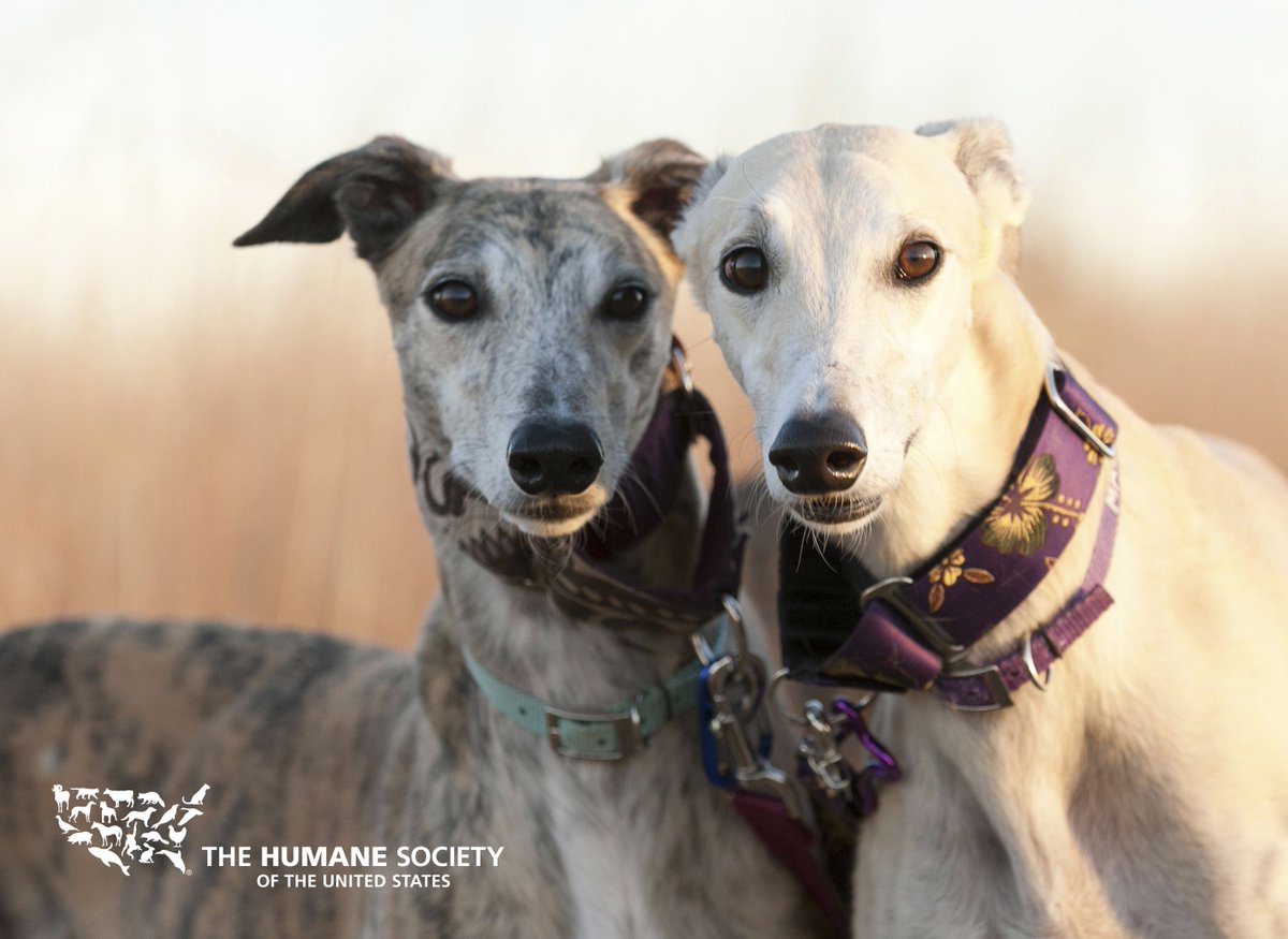 humaneworldorg's tweet image. Huge step forward! Today, the #Florida Constitution Revision Commission approved Proposal 6012, paving the way for voters to decide a ballot measure intended to phase out greyhound racing in the state by 2020. 👍 hsus.link/q8ti1w