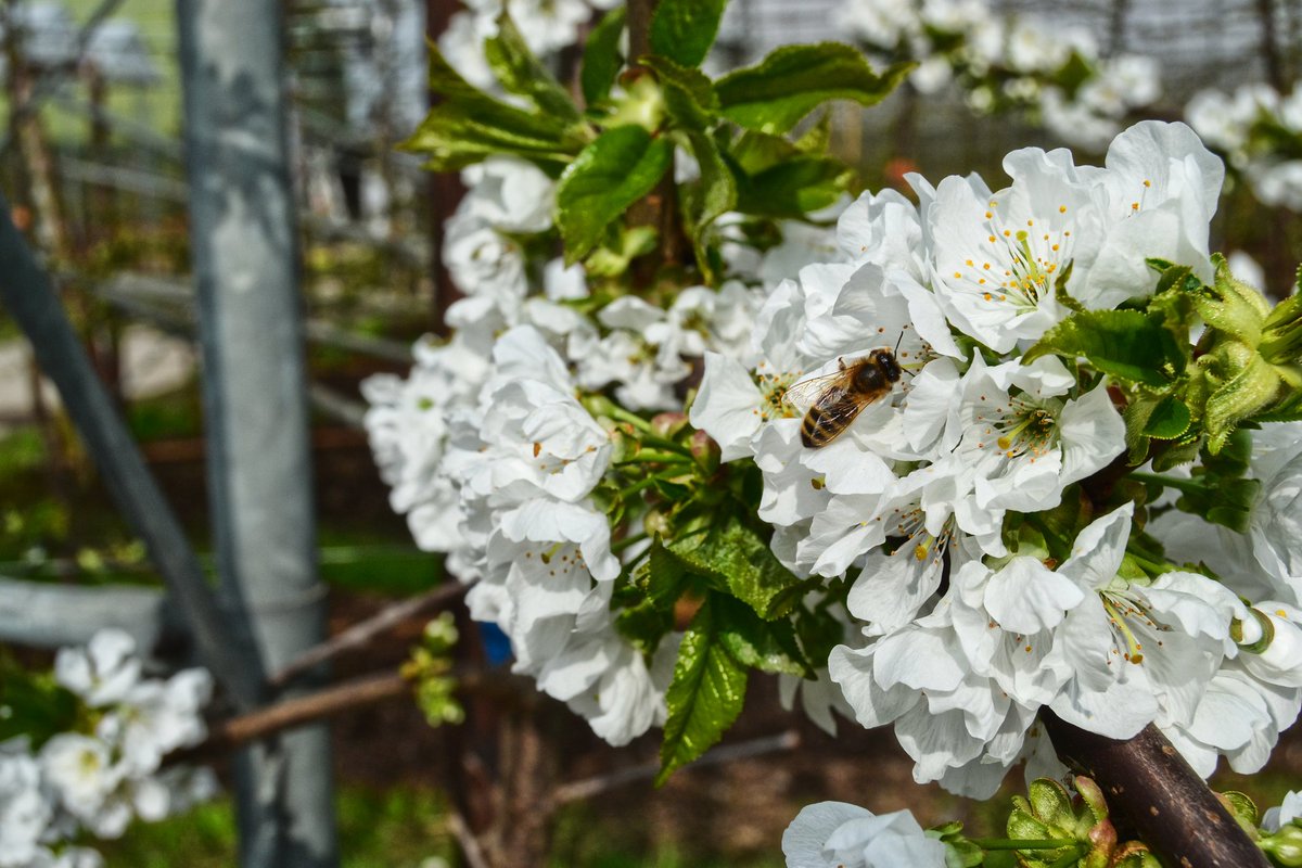 SpinazzeGroup's tweet photo. Day 20.

Orchards are blossoming right now and they appear so magical under this spring light.
Little things are precious. 

#insidecobbles https://t.co/Xg370jKsUP