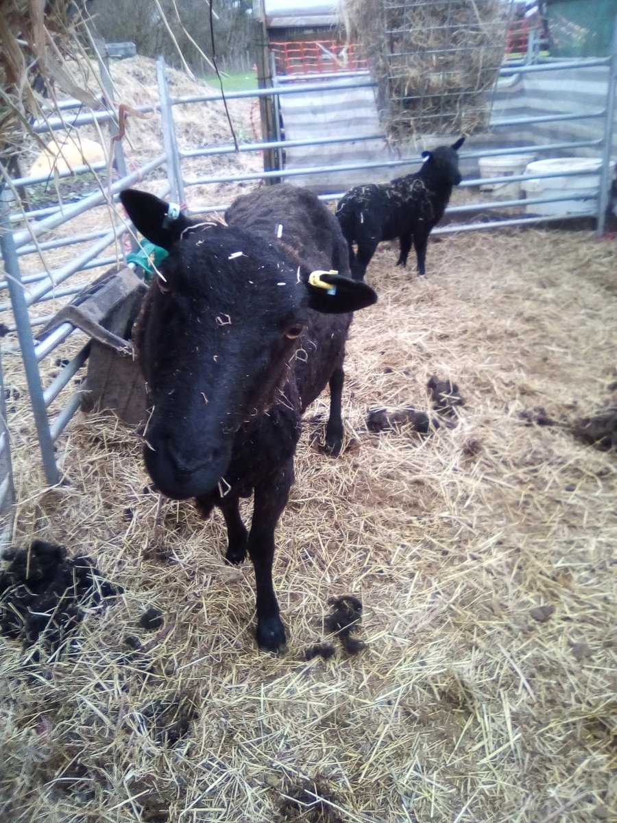 GarlicMeadow's tweet photo. What you looking at?
Final #blackwelshmountain #sheared.
#handshearing #bladeshearing
#sheep365 #farming #homesteading #smallholding. https://t.co/TvcTuogzGz