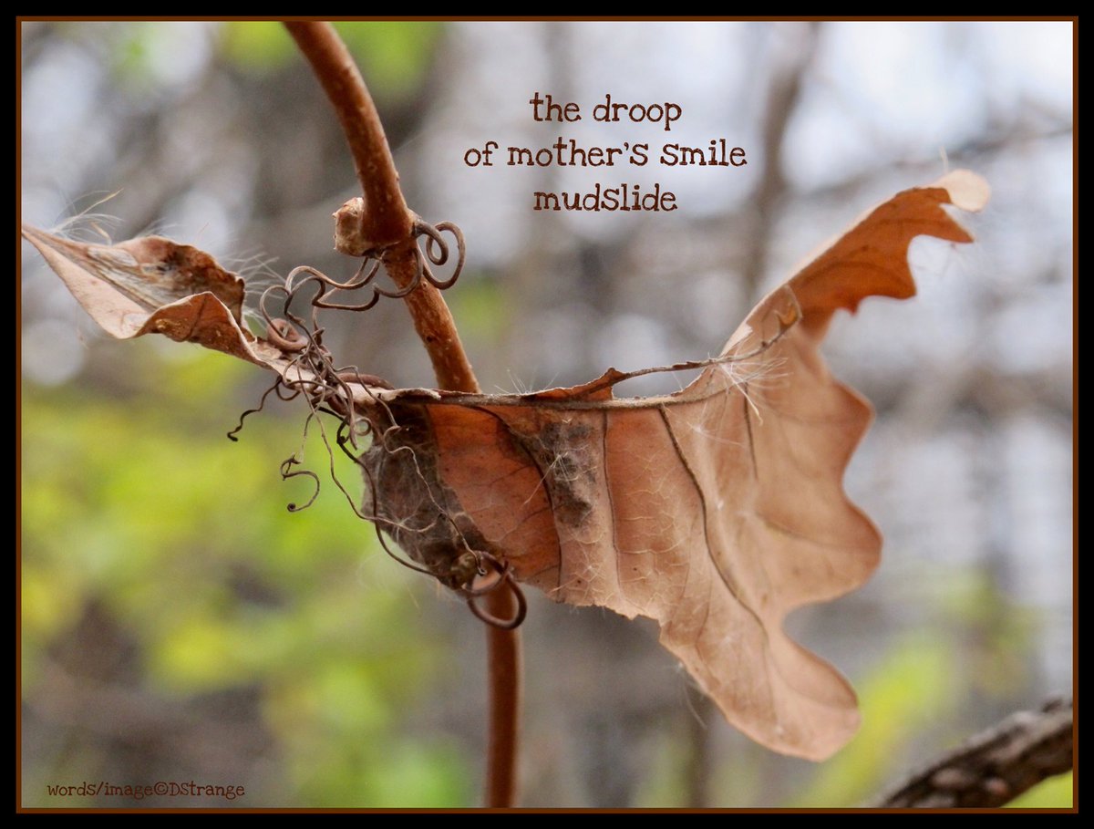 Debbie_Strange's tweet photo. #haiku - "the droop..."

Haiku Canada Review, October 2017

TY @HaikuCanada 
#haiga #3lines #mpy #poetry #IHPD #NPM2018 https://t.co/zor5fxc4VB