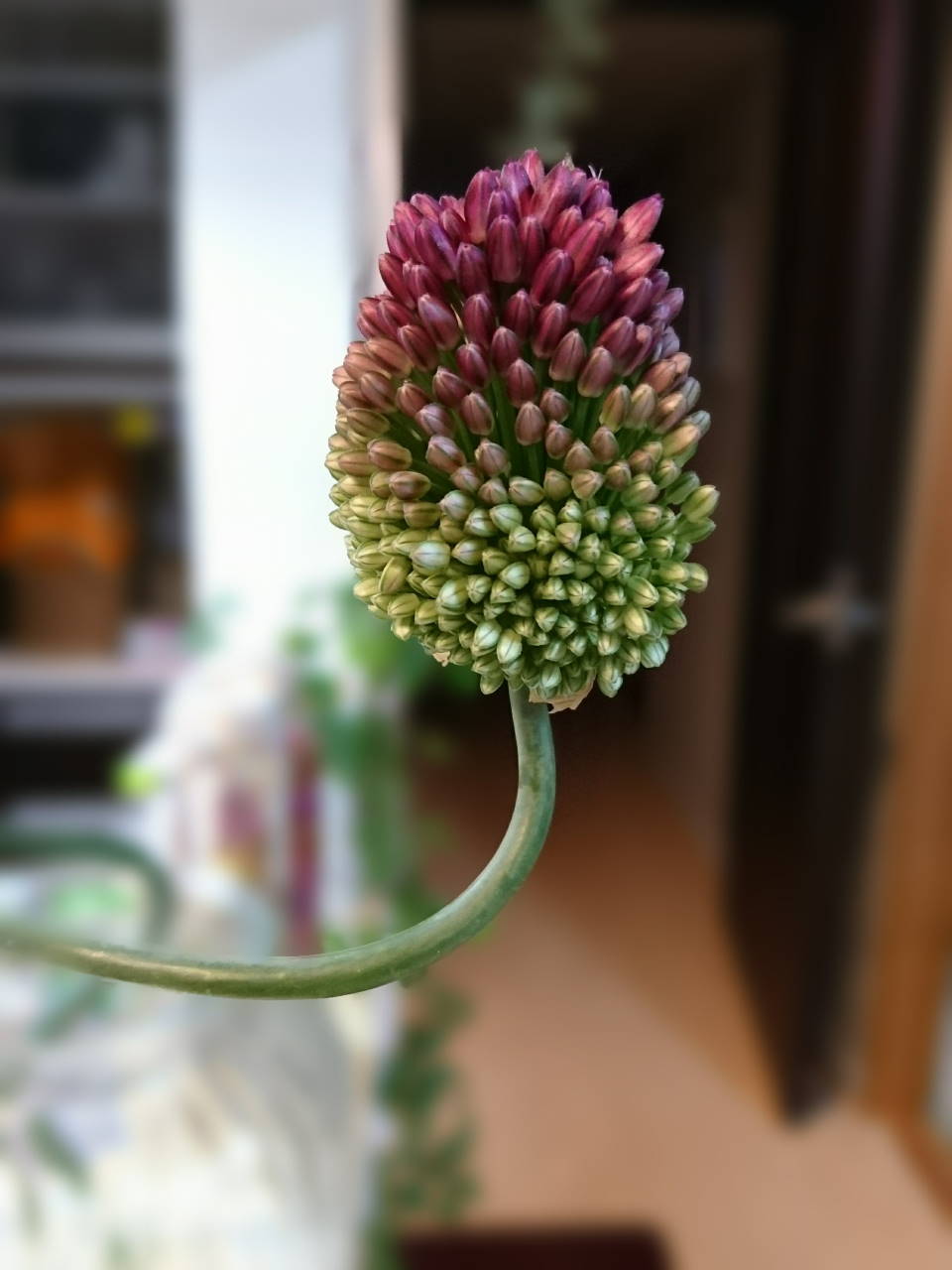 توییتر Mamyu Utasya در توییتر アリウム スファエロセファルム アリウム丹頂という方がわかりやすいそうです くねくねしてる茎とまんまるお花が可愛い 昨日 花屋さんから連れて帰ってきました 切り口が葱のにおいがした くじけない心 丹頂