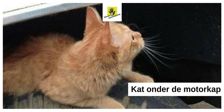 Dierbescherming's tweet photo. Kat reist mee van Goes naar Krabbendijke onder motorkap van auto https://t.co/5mux38jWqj. Het kan 's nachts nog koud zijn en dan zoekt een kat een warm plekje. Dat ook onder jouw motorkap zijn. Klop er voor vertrek even op en geef de kat een moment om te vertrekken. Bedankt. https://t.co/ZBNDiOEetK