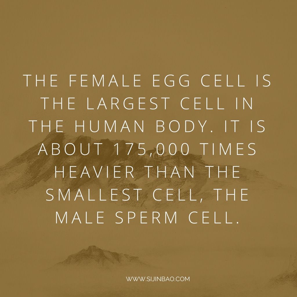 SiJinBao's tweet photo. The female egg cell is the largest cell in the human body. It is about 175,000 times heavier than the smallest cell, the male sperm cell. 

.
.
.
.
.
#SiJinBao #StayWell #allnatural #alcoholfree #kidsapproved #momtested #chinesemedicine #chineseherbs #acupuncture #herbalpharmacy https://t.co/KdhDreCotC