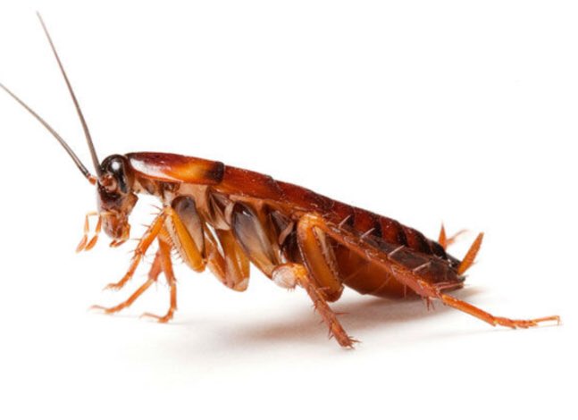 CienciaRaco's tweet photo. ¿Sabías que las cucarachas son de los insectos más primitivos que viven actualmente y de los más antiguos de la Tierra? Hay fósiles de 300 millones de años #lasallecientífica24/7 #lasalleinca @CienciaRaco @LaSalleInca @BalearsFCiencia @apofontanet @dolorsfm @lasallenatura @IB3 https://t.co/oPFg7fjXwp