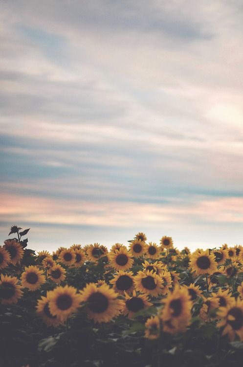 lulyhong's tweet photo. มารู้จักผมกันนน🌻🌻🌻 https://t.co/dKOrrWMaZb