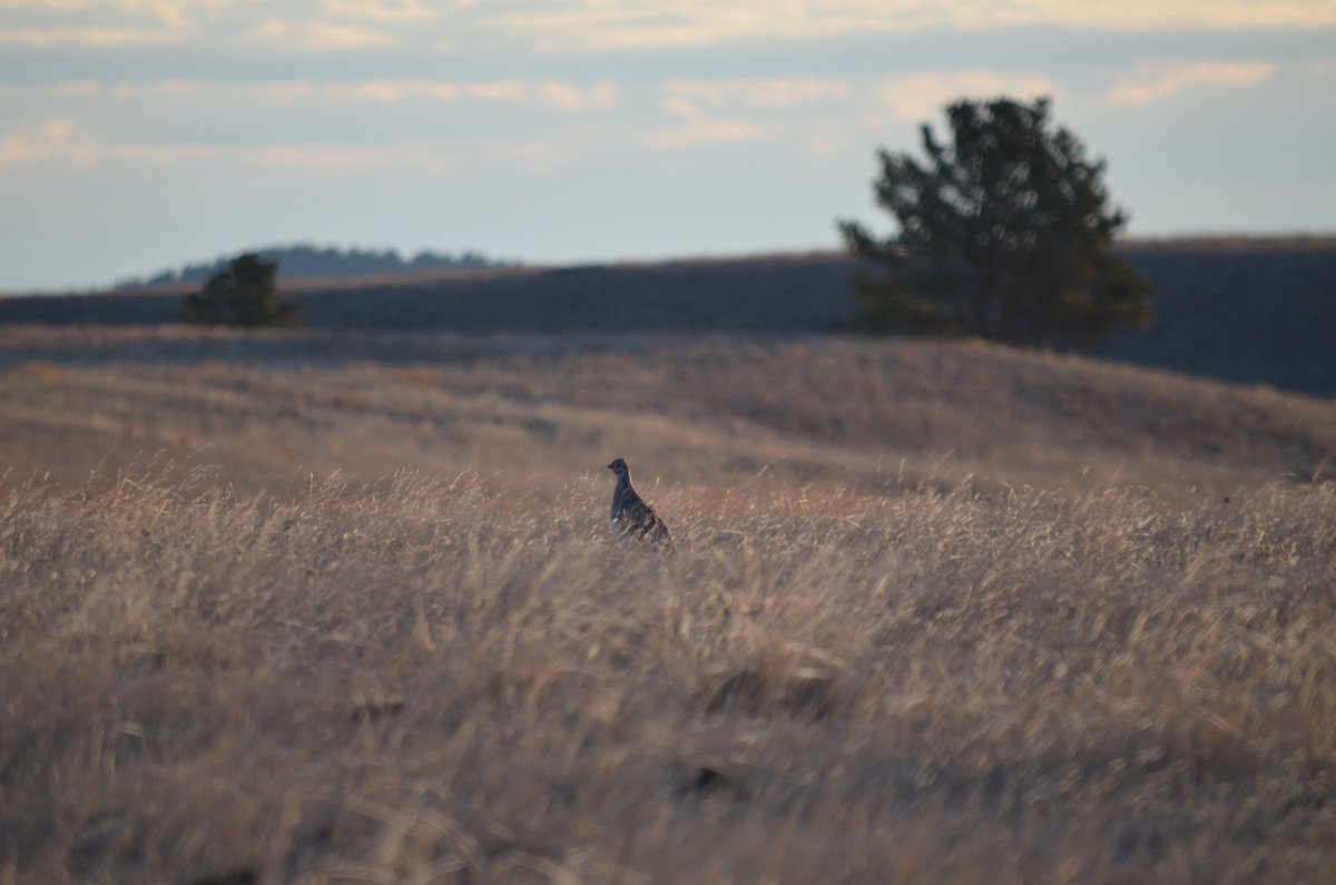 Many birds begin the search for a mate in the spring. Sharp-tailed Grouse males perform a display called lekking, where they dance and sing as an invitation to mate. A male will point its tail up, spread its wings, and stamp its feet rapidly while moving. #TriviaTuesday