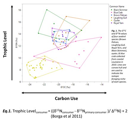 katelynjlamb's tweet photo. 3 #WSTC4 #ContMarDeb SIA: Isotopic niches overlap considerably across species. THg: Black skimmers had the highest THg concen. Trophic magnification factors(TMF) represent the avg. rate of biomagnif. per trophic level(Eq.1.). TMF>1 indicates biomagnif. The calculated TMF is 4.6. https://t.co/uWSUZVC2uU