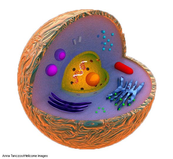 LifeSciTRC's tweet photo. See what analogies your students can come up with for the parts and functions of a eukaryotic cell! https://t.co/o8r6MzjVZc https://t.co/SwBdvOYoly