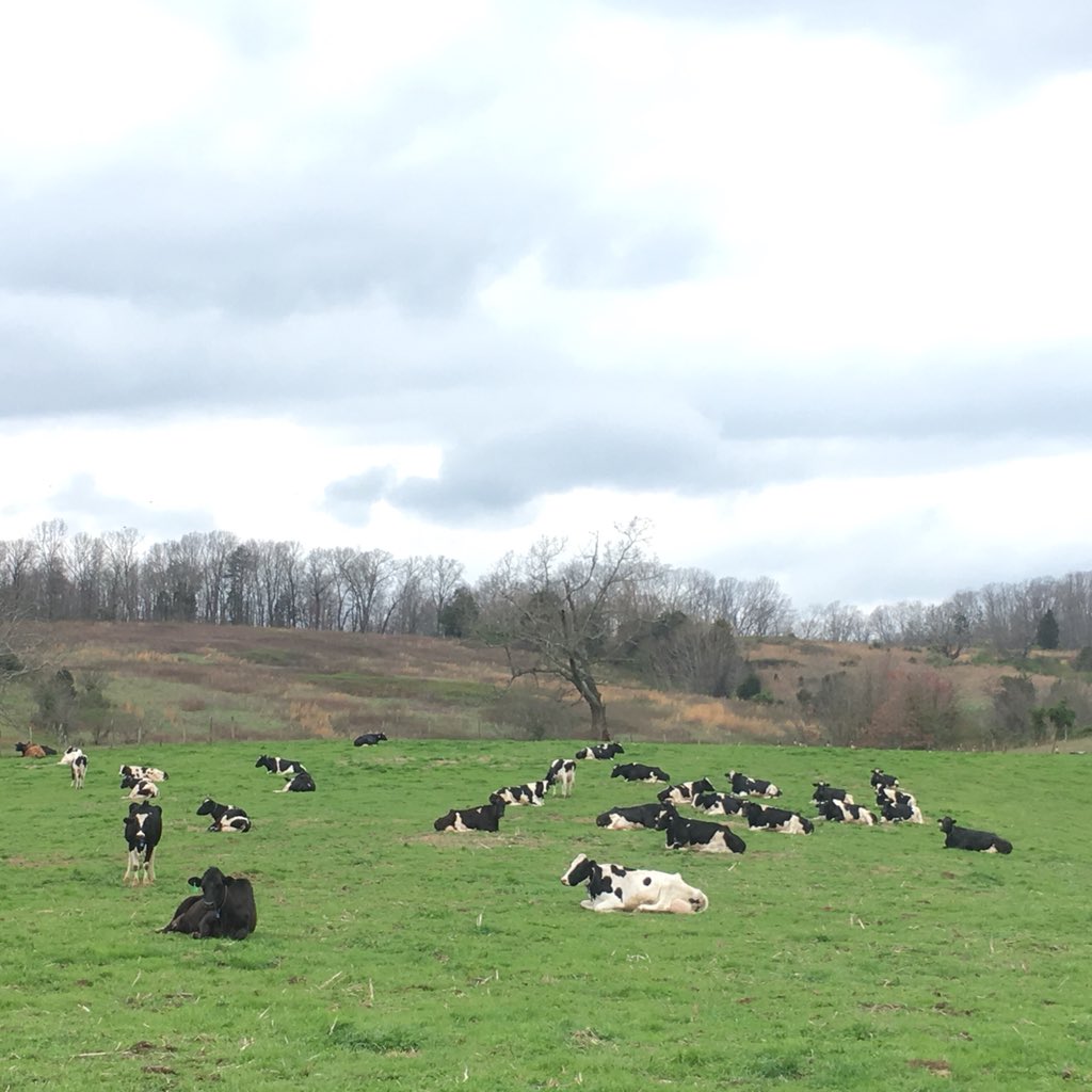 Farmerbright's tweet photo. The cows may be resting out in the pasture, but when the WiFi is down there is no Netflix and chill for them. #ruralprobs https://t.co/0dkmkmcjiq
