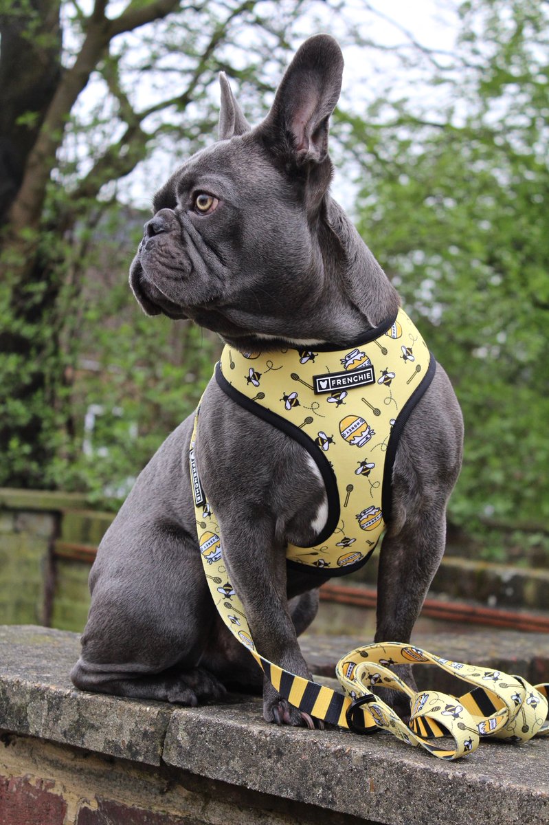 mrsleahmiles's tweet photo. How beautiful is my boy @judethefrench in his new @FrenchieBully harness 🍯 😩 #biased #honeybee #frenchiebulldog #dogharness https://t.co/5iAV8v3tLd