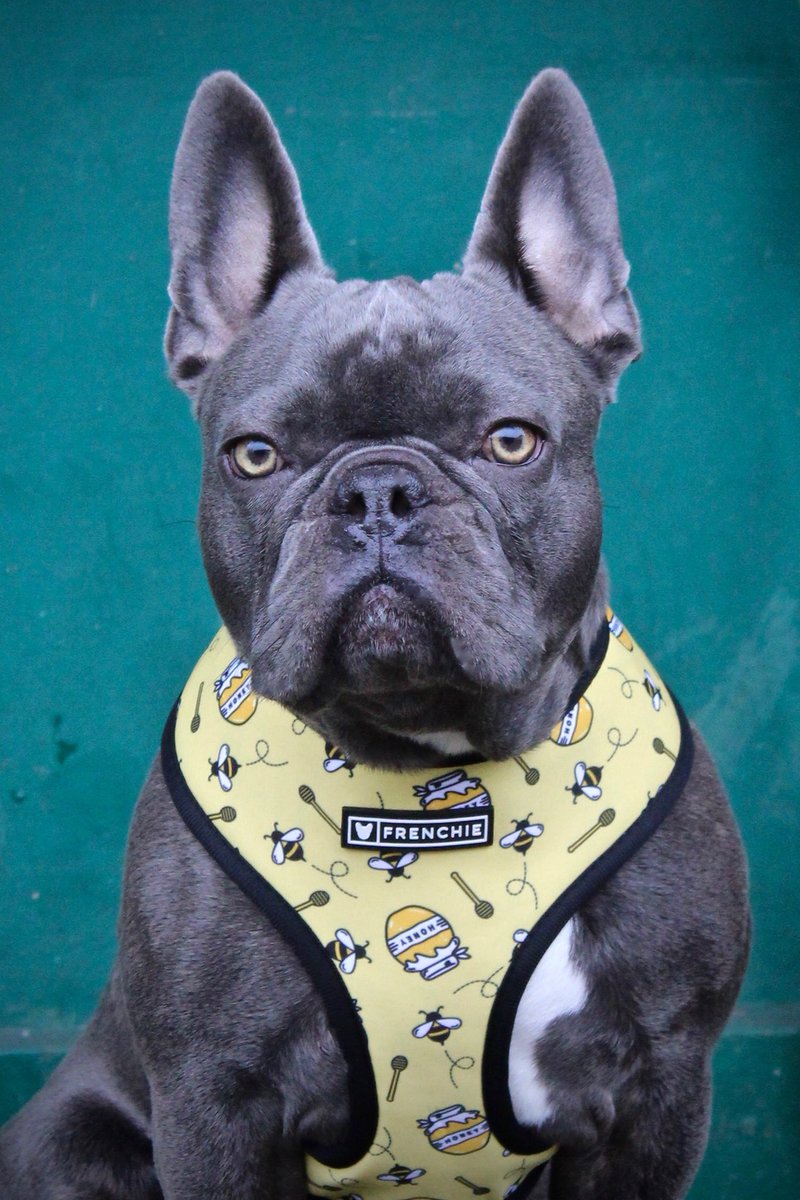 mrsleahmiles's tweet photo. How beautiful is my boy @judethefrench in his new @FrenchieBully harness 🍯 😩 #biased #honeybee #frenchiebulldog #dogharness https://t.co/5iAV8v3tLd