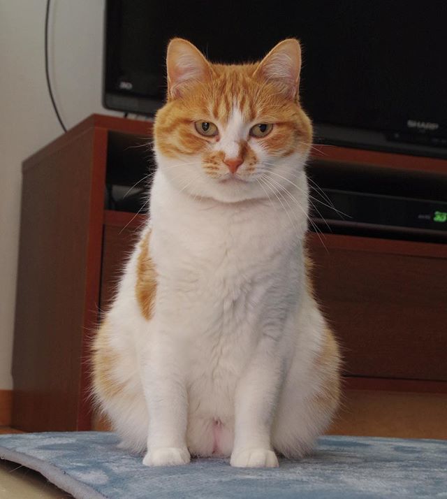 kachimo's tweet photo. 岸ちゃん手と手の間が空いてますよ。
#uchinonekora #kishidashin #岸田森 #neko #cat #catstagram #kachimo #猫 #ねこ #うちの猫ら https://t.co/MWxtw2aQsw https://t.co/pJX9PlQNKH https://t.co/s8Zk9LdcwC