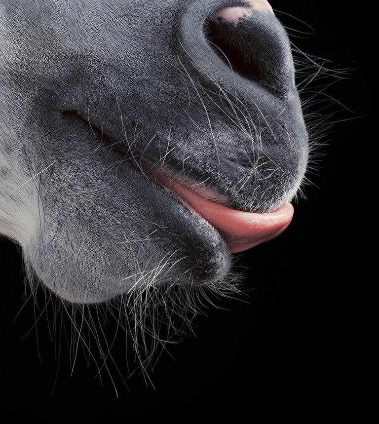 Pico the Andalusian. This breed originates from the Iberian Peninsula in the 15th century. It built a reputation as a reliable war horse, used extensively by the Spanish government as tool of diplomacy, meaning they were ridden by many Kings in Europe. #hasselblad #broncolor