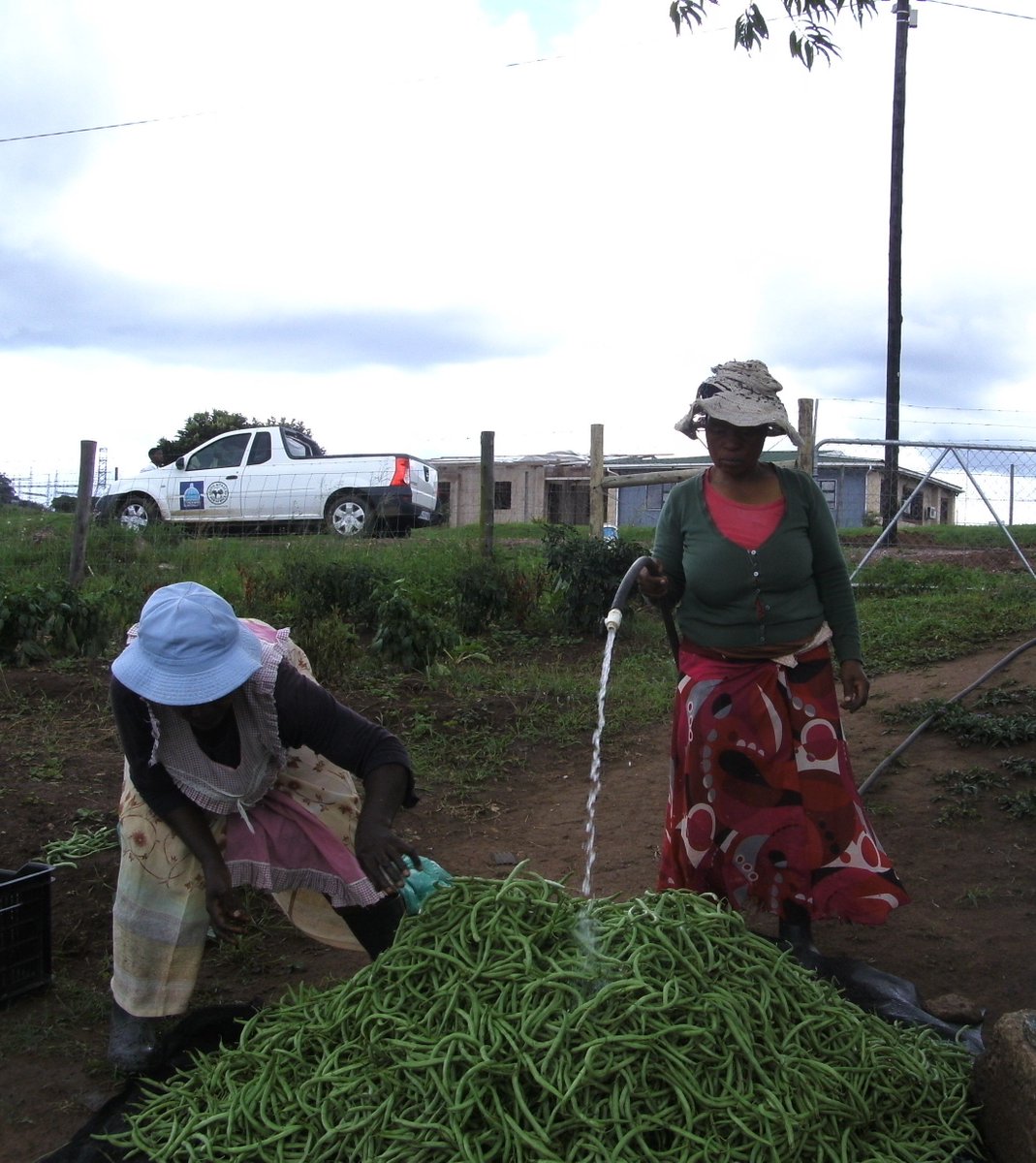 ftfa's tweet photo. Farmers from Siphikeleli farm in Hammarsdale, KwaZulu-Natal have harvested and sold their second crop of green beans. The high-quality produce is in great demand and the farmers were very pleased with their financial returns. #WhatDevelopmentLooksLike #ethekwini https://t.co/B5up5A5ixO