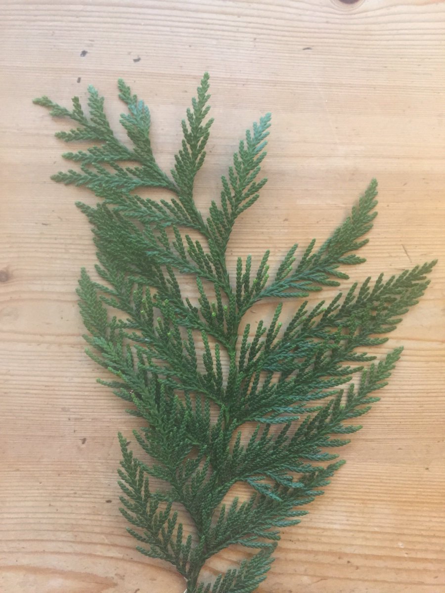 CobyTeacher's tweet photo. @FlowerChecker can you identify this please? https://t.co/noRlRtW4fD