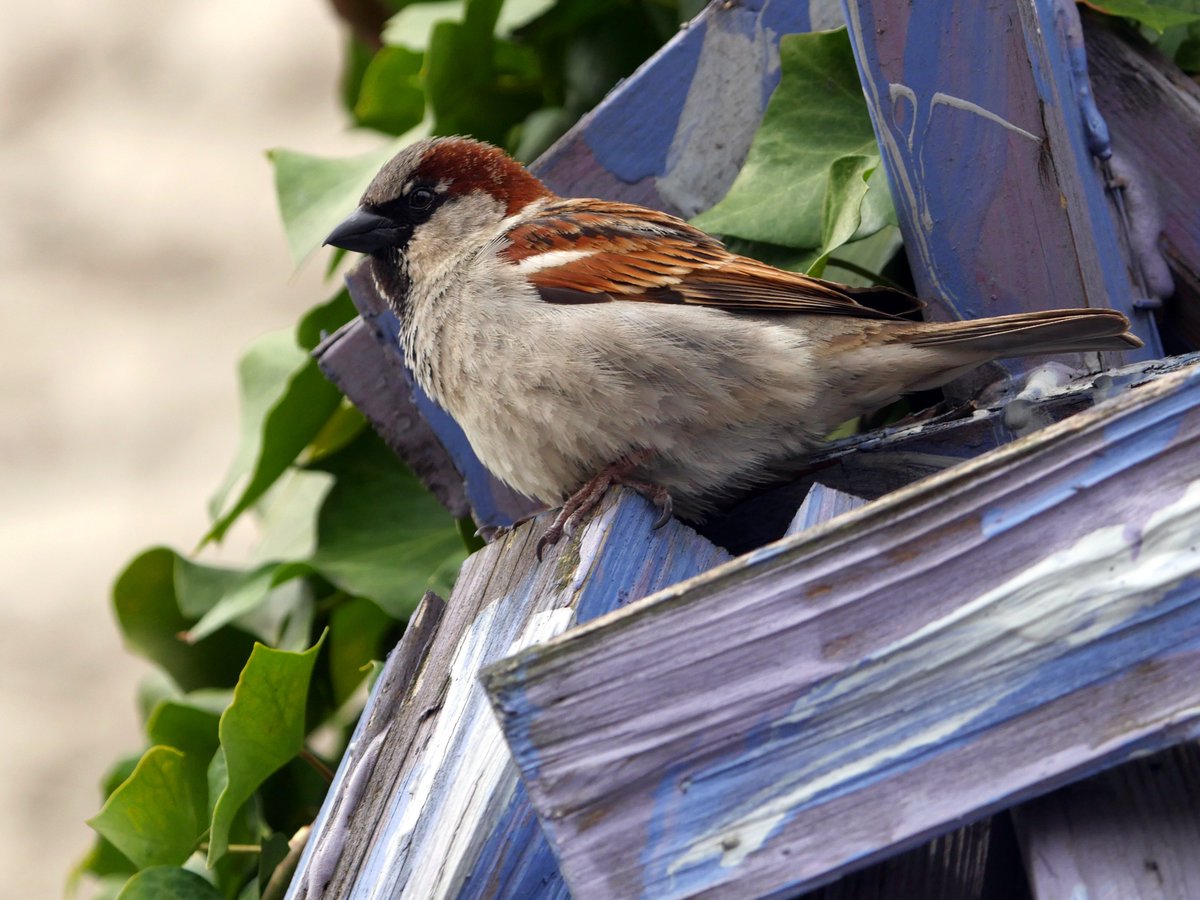 GregPresto's tweet photo. My first American #yearofthebird shot: A house sparrow nesting next door.
(As part of my #yearofthebird daily posts, for each like/RT, I’ll make donations to conservation charities.) #Birdwatching #BackinUSA https://t.co/xStQTRMAXv