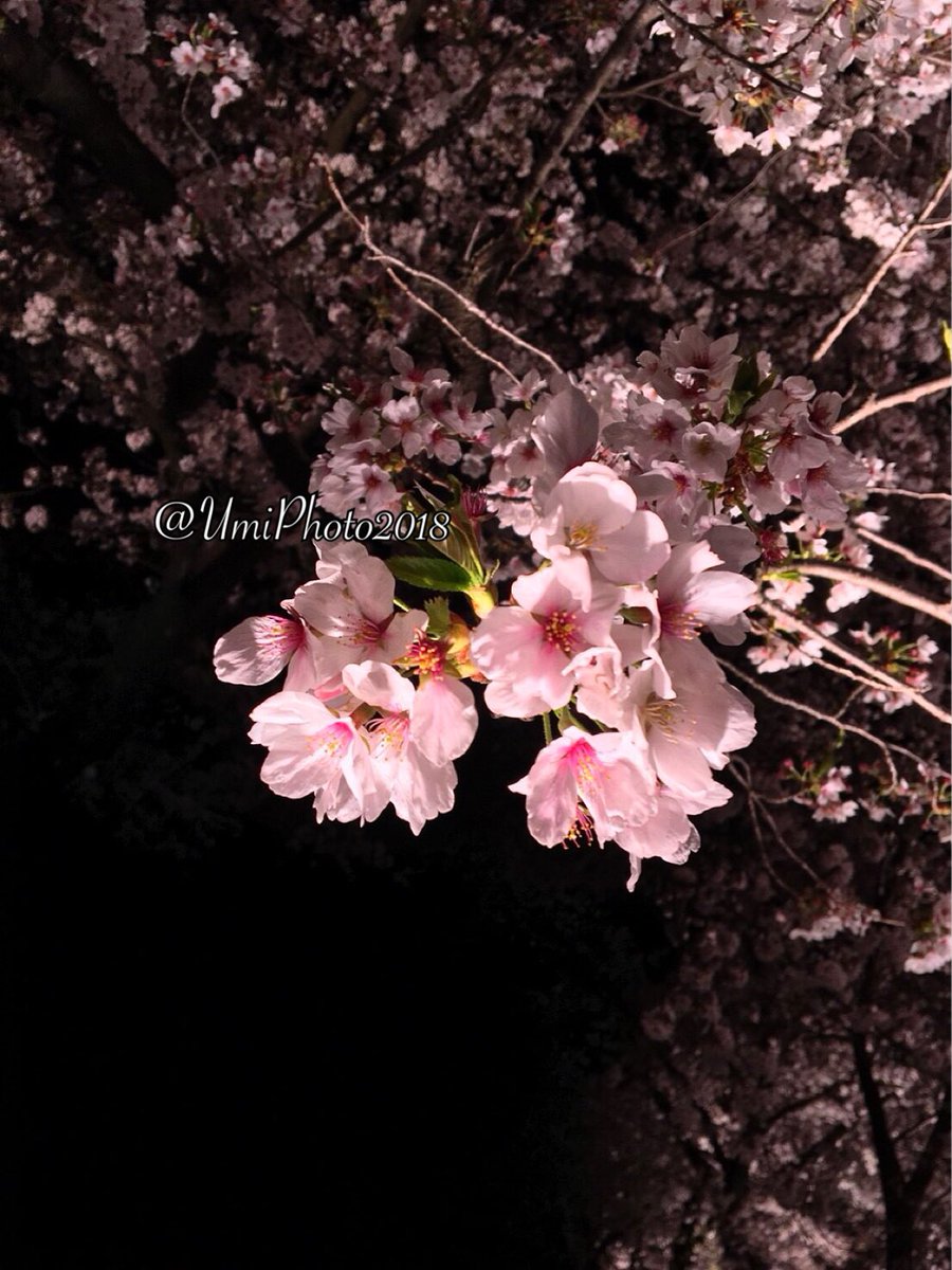 UmiPhoto2018's tweet photo. 2018.04/08-高田公園 夜桜散歩

感性すきだよって方、ファボかリツして教えてくれたら嬉しいです。

#春
#夜桜
#カメラ男子
#カメラ女子
#上越
#高田公園 
#高田城
#風景画
#ポトレ
#portrait
#写真好きな人と繋がりたい 
#ファインダー越しの私の世界
#ファインダー越しの海の世界 https://t.co/Tdna4YTiYN