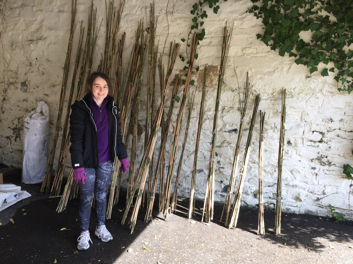 eliteseauk's tweet photo. All that bamboo is bundled up and ready to sell! Well done Damon, and well done Cerys. What a memorable and rewarding work experience. https://t.co/EIY7xd6L5k