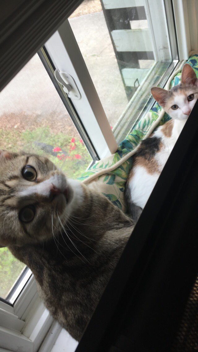 Sci_Fryd's tweet photo. My domesticated miniature lions shit on yours!! 😜😼🐯🐱🥦🥦 https://t.co/qZDJ5Un1OS