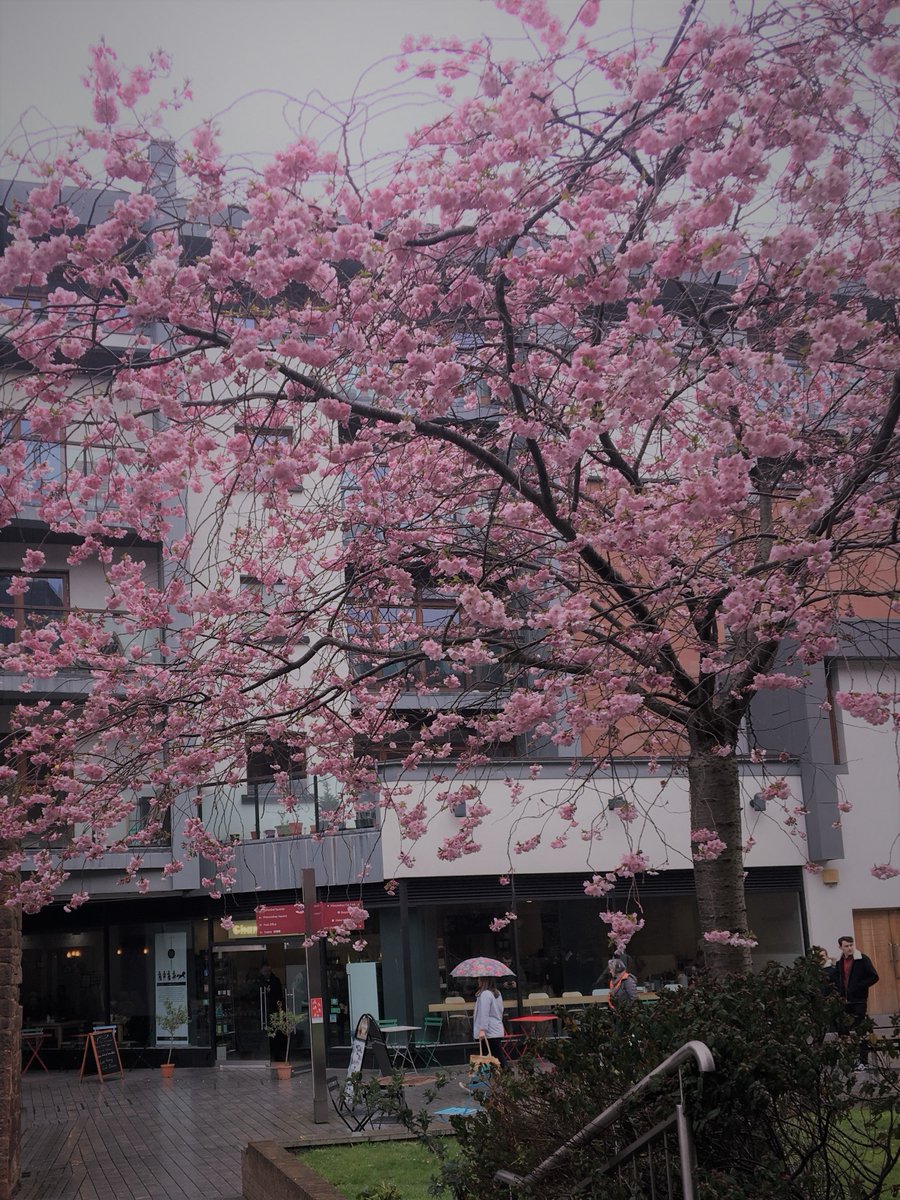 tweetinexeter's tweet photo. Pretty blossom to brighten a rainy day #inExeter #romanwalk #springplease #cityphotography #citylife #citylove https://t.co/yKQ4cUZOxP