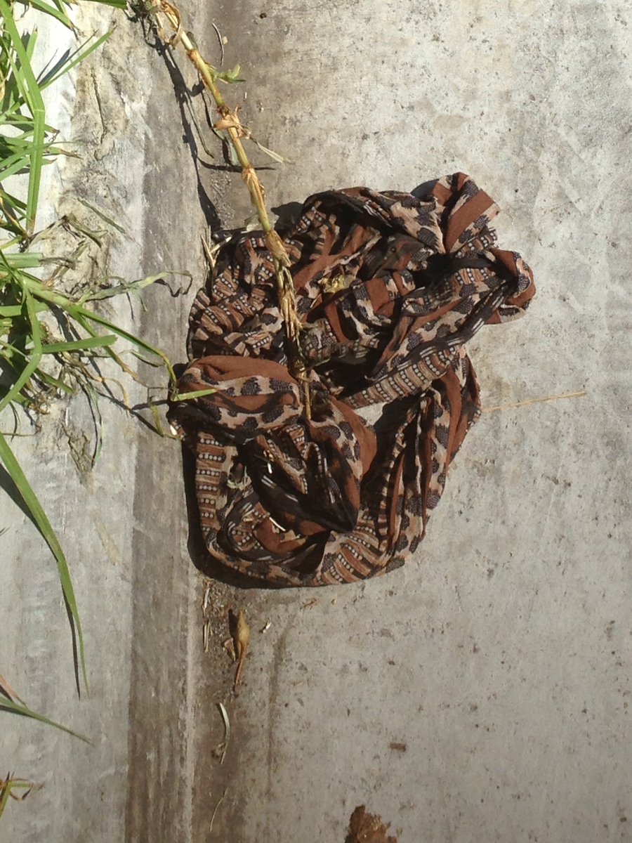 It is probably time for my annual eye test. Yesterday made an idiot of myself by jumping and letting out a little scream when I saw this in the gutter at Lalor! I honestly thought it was a snake!