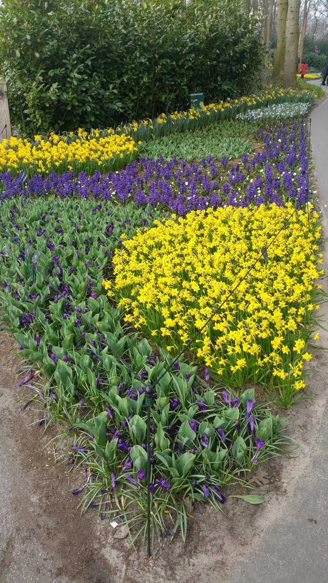 hmvanhaaster's tweet photo. Van een trouwe bezoeker kregen wij deze mooie plaatjes gestuurd van onze tuin in @visitkeukenhof #lente #flowers #keukenhof https://t.co/Dk1xlaoSvI
