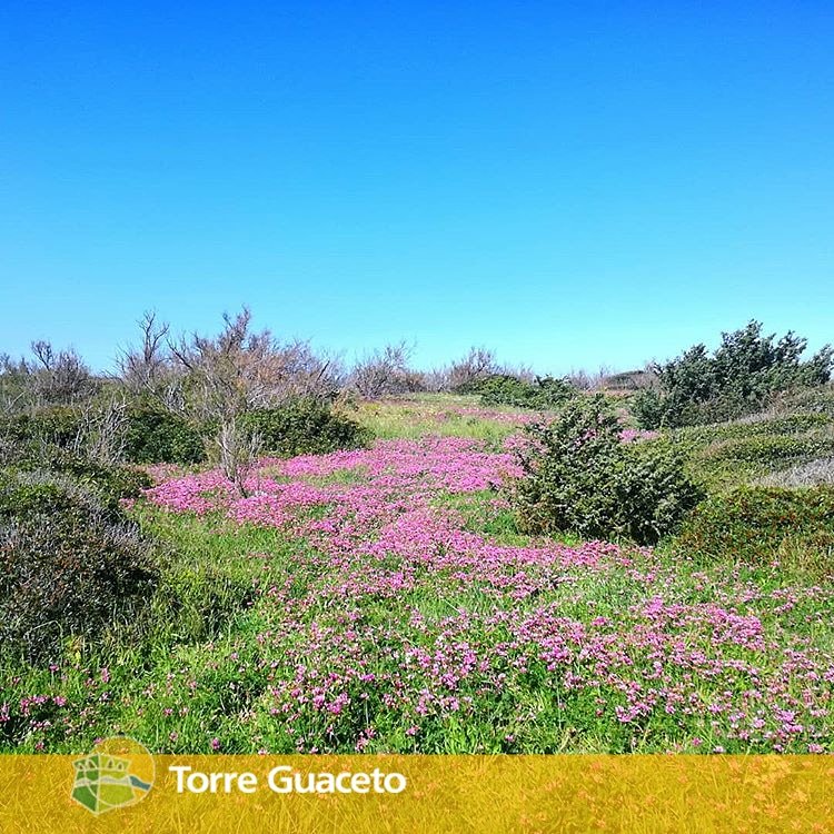 È davvero arrivata la #Primavera a #TorreGuaceto! La #MacchiaMediterranea torna a colorare il nostro #paradiso terrestre...
Foto di instagram.com/davide.musardo/
#10aprile #spring #flowers #Buongiorno