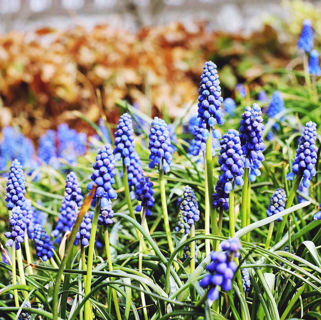 These beauties remind me of summer days in my grandparents garden 🌸
.
.
#flowers #floral #spring #summer #favouriteflowers #watercolourinspiration #inspiration #artinspiration