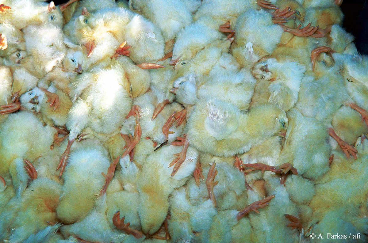 tierschutz_bund's tweet photo. Unfassbar - Kükentötung wegen Überproduktion: Wir haben Strafanzeige gestellt! 😮🐥@ZDFwiso zeigte in seiner gestrigen Sendung Aufnahmen aus einer Brüterei in Bayern, in der #Küken nach dem Schlupf kistenweise vergast werden – darunter auch weibliche Tiere https://t.co/MNjPXSPjUO https://t.co/gaZoJKEKAX