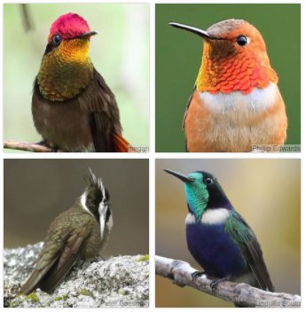 Int. Bird Collection tweet media