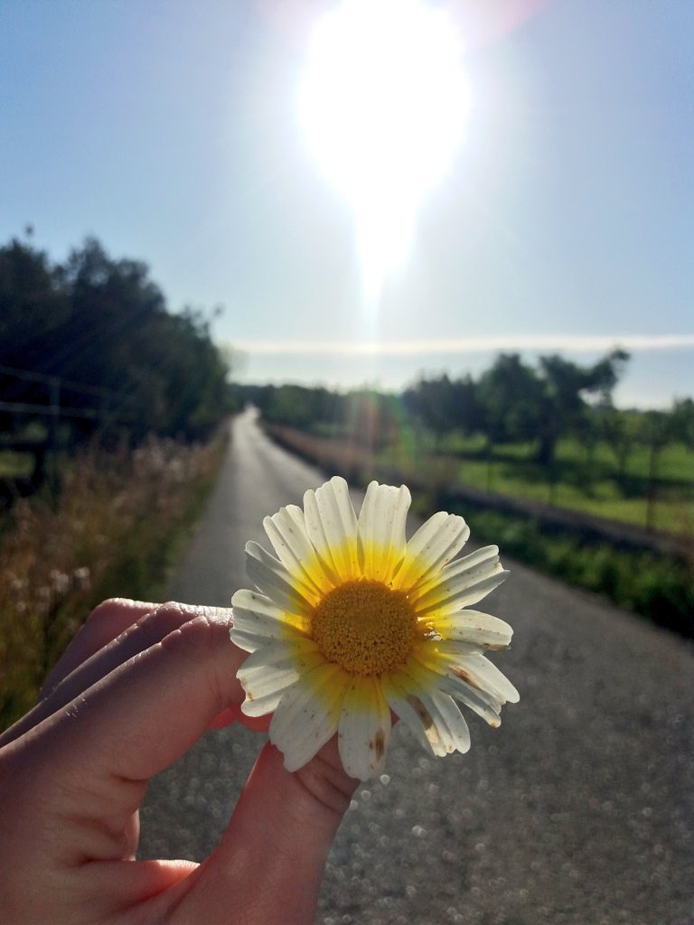 aurorareus's tweet photo. Aunque la flor esté marchitada siempre resaltará su luz 🌼 https://t.co/5nxh8HoasD
