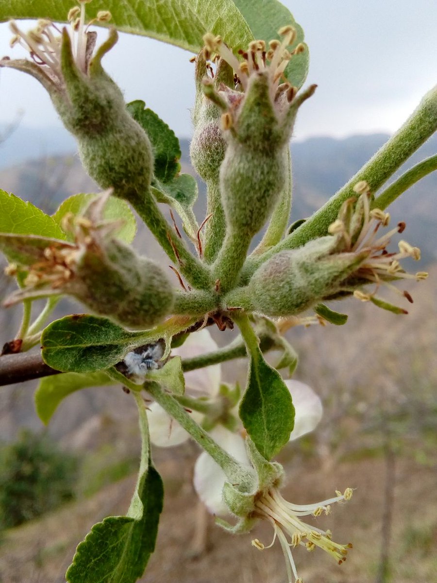 aneil_cena's tweet photo. A very ist look to #apple this year so far ,how good is that,buds gona comes out 😊☺ #_🍎 #appleevent #Plantation #flowring https://t.co/A2QatFACiv