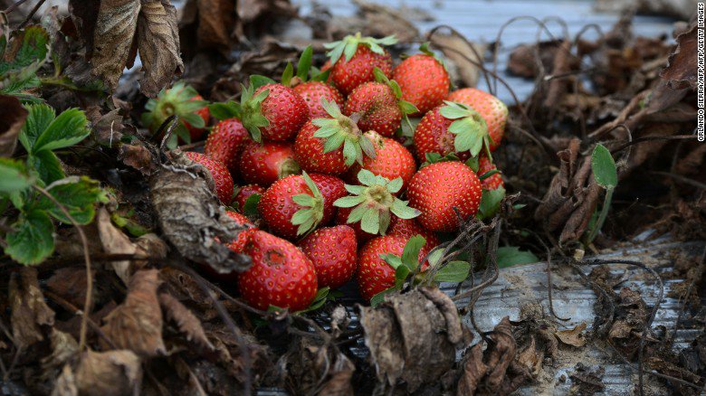 CNN's tweet photo. Wash your fruit and veggies! Strawberries and spinach rank the highest for pesticide contamination https://t.co/3eoU0Whb9c https://t.co/cFHWYfvUWb