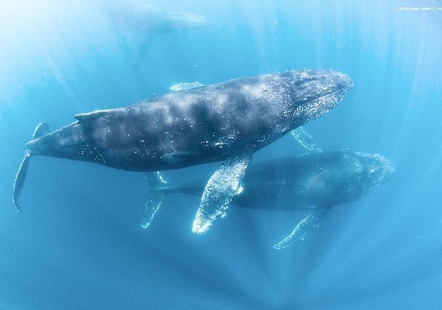 animalocean's tweet photo. Sometimes I canโt believe the sights Iโve had the honor of viewing. As I sit now with a cup of coffee thinking back to a sight like this !! I just saw a mural by @chris_auret and dreamed of more whale times. ๐ #whale #animal_ocean #animalocean #capetown https://t.co/RG80o0Y1OT https://t.co/EDYXr2vQQz