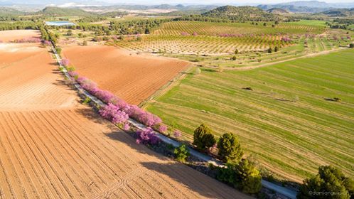 ViasVerdesRM's tweet photo. ¿Has recorrido ya la #VíaVerdeDelNoroeste, en su tramo Bullas - Cehegín, en busca de este espectáculo visual? 🌺🍃🌿

El árbol del amor, tan sólo tiene este color tan llamativo unos 15 días, ¿te lo vas a perder? 🚵🏽‍♀️🚵🏽‍♂️

Fotografía: Damián Guirado 📸 https://t.co/f53TIlkLDI