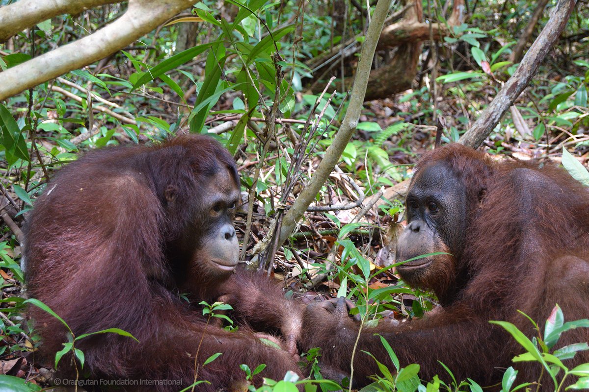 Did you know that #orangutans burn fewer calories than the average person while exercising? Their slower metabolism is useful for them when food supplies in the wild are short. Via @OFIOffice. #GreatApes