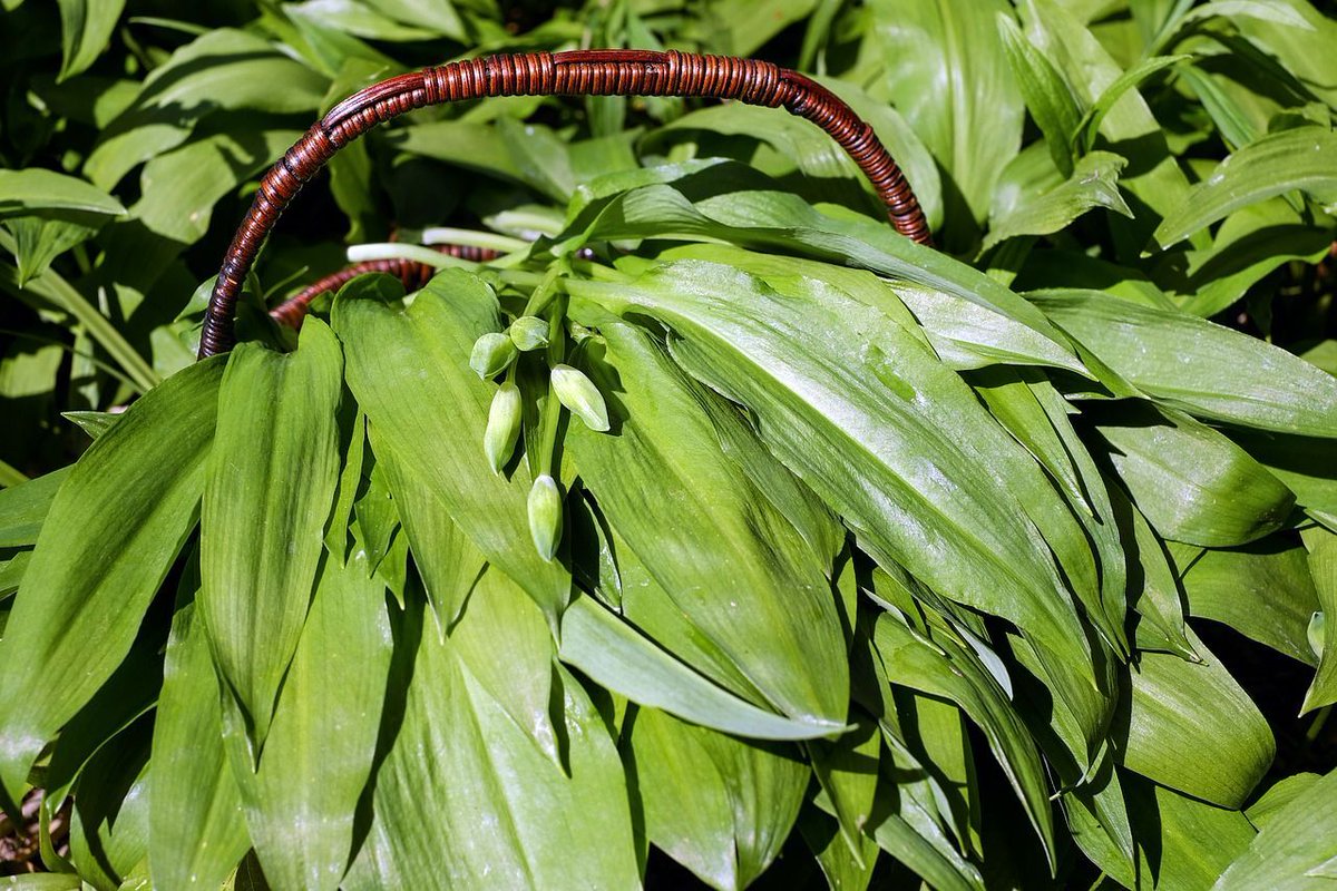 The wild #garlic and sting #nettles have started to appear meaning it’s time to get #foraging! #ForagingWeek. buff.ly/2Fj4cbE
