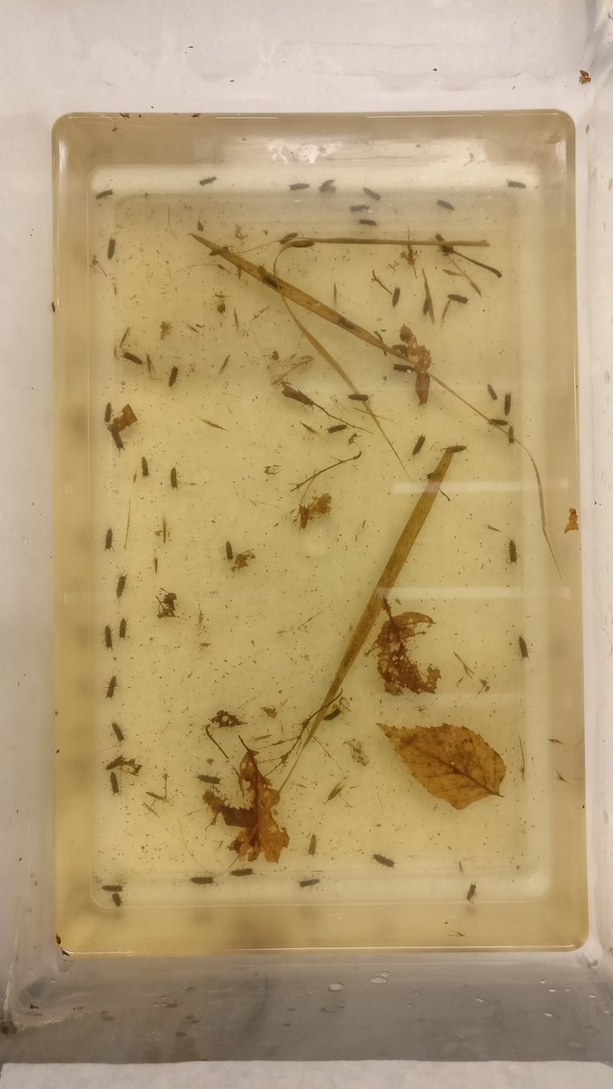 LimnoJussi's tweet photo. Two months old isopods getting ready for our pre-experiments with @AquaLipids in #TERLIT in @AquaEcolUEF. https://t.co/SbhtJm6REJ