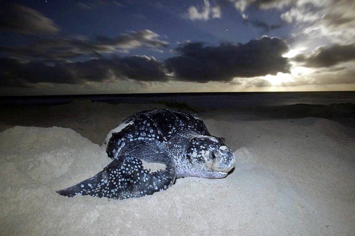tariqahmadbt's tweet photo. 🇹🇹 #CommonwealthCountdown fact of the day: Grand Rivière in Trinidad and Tobago is home to one of the largest nesting sites of leatherback turtles in the world. 7 days to go https://t.co/r9EW2rwxsN