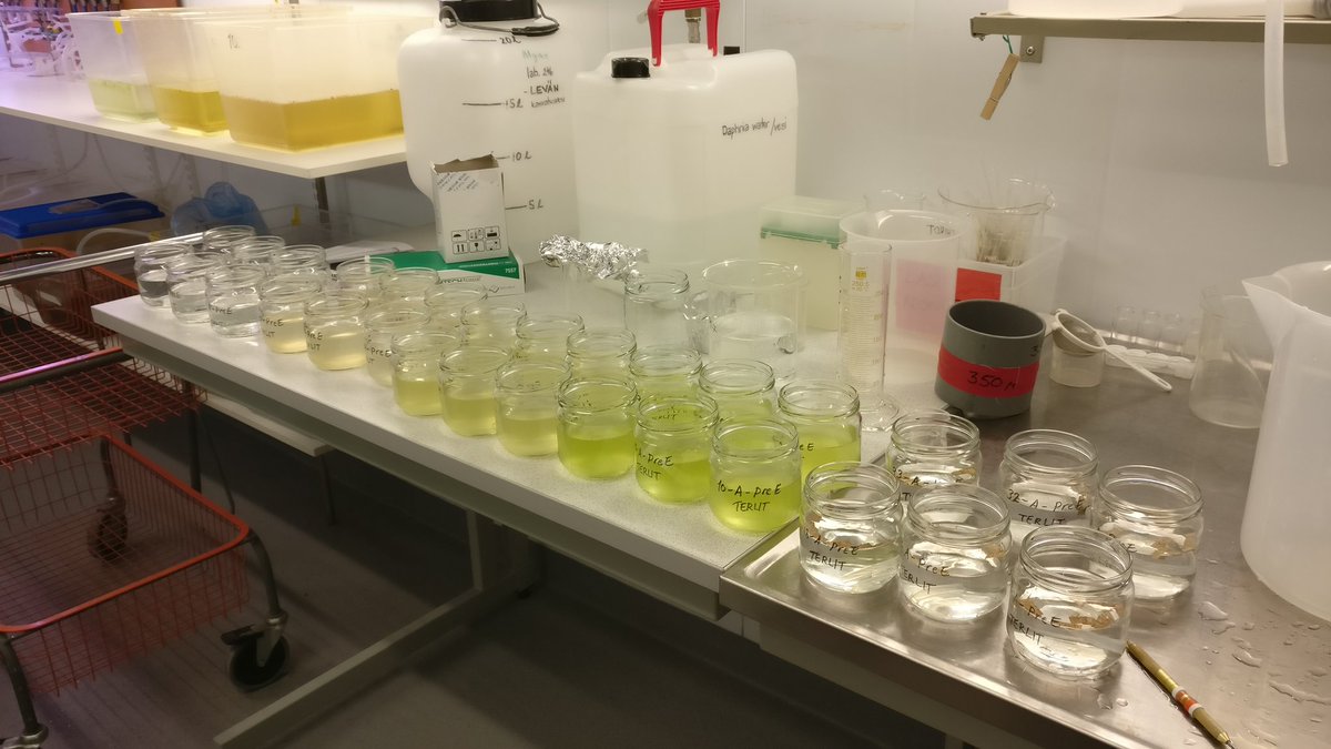 LimnoJussi's tweet photo. Different diets for the isopods with @AquaLipids, @AquaEcolUEF. #TERLIT, #asellus https://t.co/2VWiaGPM4X