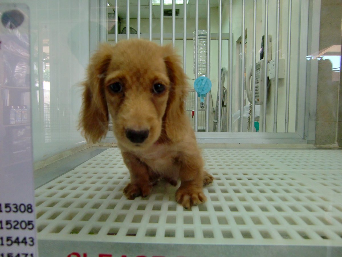 marcthevet's tweet photo. Almost 117K animal lovers have signed the #LucysLaw petition to ban puppies in pet shops thanks everyone: https://t.co/qojUUWjZm8 #wheresmum https://t.co/5YZYPHLiz7