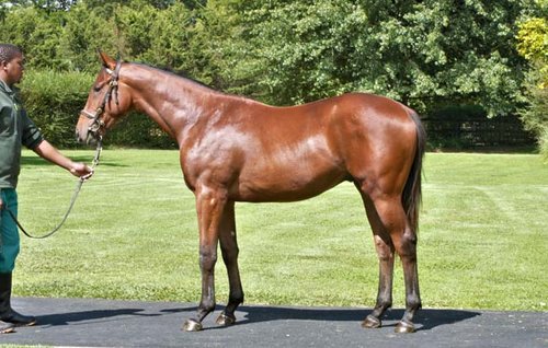 Summerhill_Stud's tweet photo. Lot 253. This striking colt by the brilliant champion sprinter, Captain Of All hails from the line of Golden Slipper (Gr.1) winner Bridget's Academy. Snooze and you loose!
#CTSYearlingSalesApril2018 #CaptainOfAll #SummerhillStud https://t.co/urXUOkgoUe