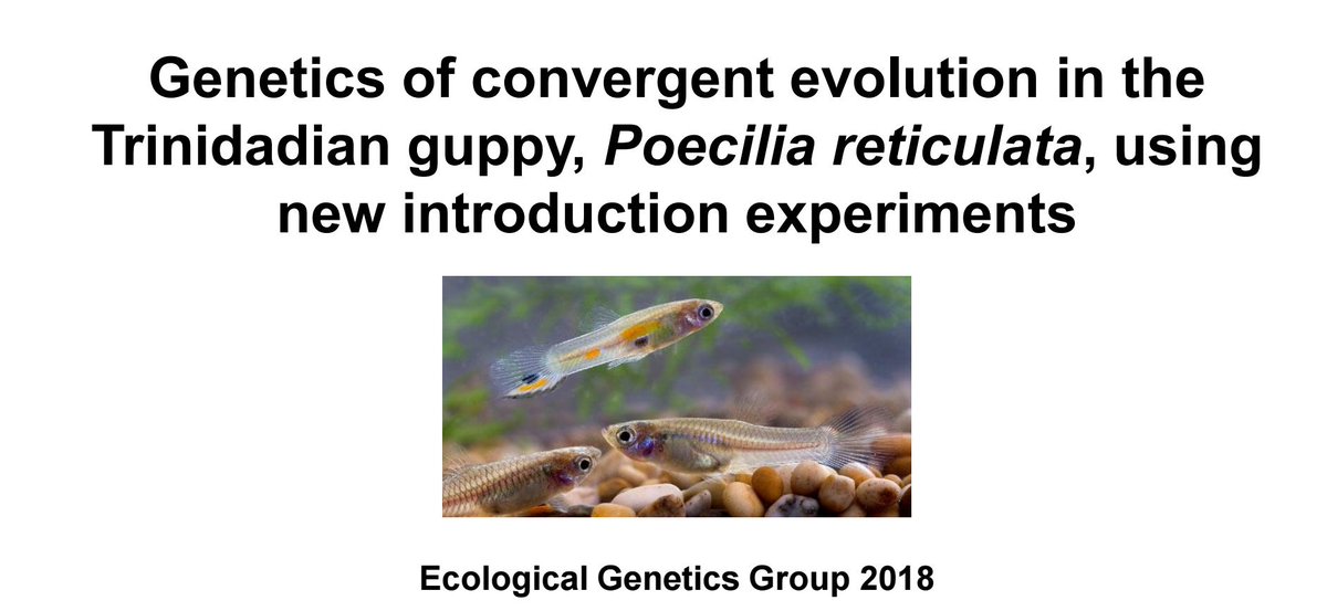 On my way to #EGG2018 for my first #PhD presentation on guppies! @BES_EGG