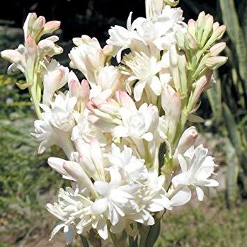 تويتر ストさん على تويتر このタグを見た人は花騎士にまだ実装されてない花をアピールする チューベローズ 和名 月下香 花言葉が 危険な関係 危険な遊び 危険な体験 優秀すぎるよ 寝室が T Co Leq54hpxtj