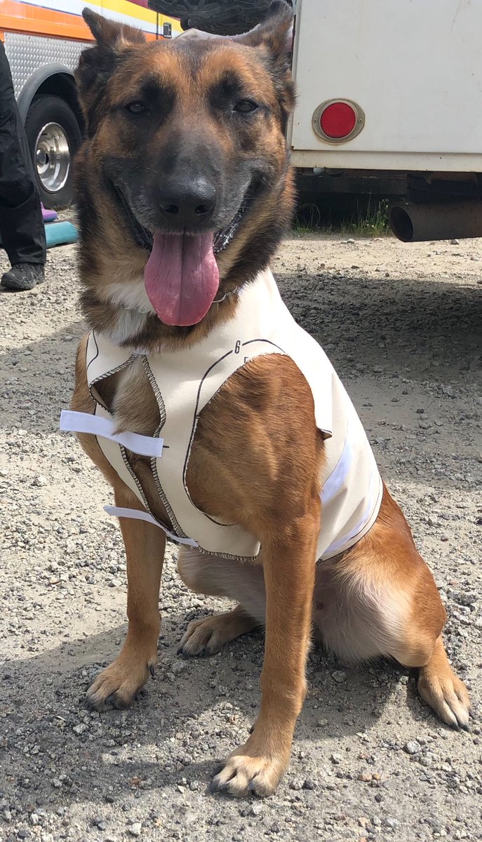 Gavin_Walmsley's tweet photo. We @RCSD are so grateful for our community!  Over and over again we have donations that pour in for this exact reason. Emy is tolerating Dad sizing her for her @k9storminc ballistic vest. This isn’t the vest she is wearing, just a template. Once made she will be protected. https://t.co/oHHeRh4KwN