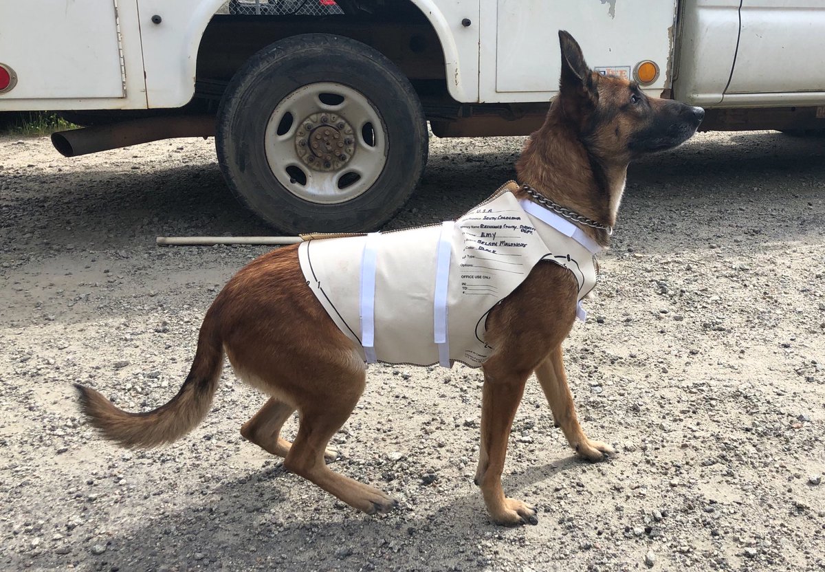 Gavin_Walmsley's tweet photo. We @RCSD are so grateful for our community!  Over and over again we have donations that pour in for this exact reason. Emy is tolerating Dad sizing her for her @k9storminc ballistic vest. This isn’t the vest she is wearing, just a template. Once made she will be protected. https://t.co/oHHeRh4KwN