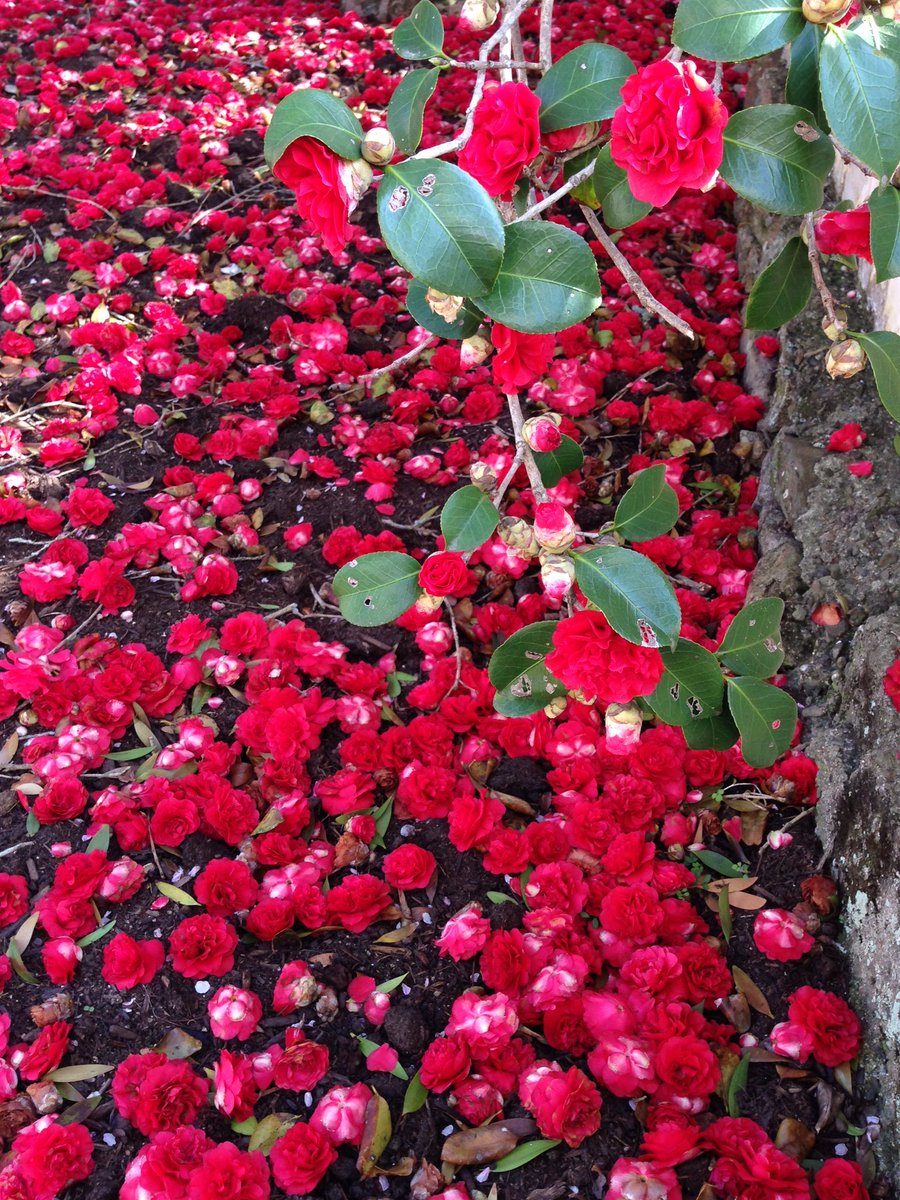 「岡山の矢掛町にある圀勝寺の椿。八重の椿の大木があり、真っ赤な椿の散り敷いた様は圧」|マツオヒロミ・マガジンロンド発売中のイラスト