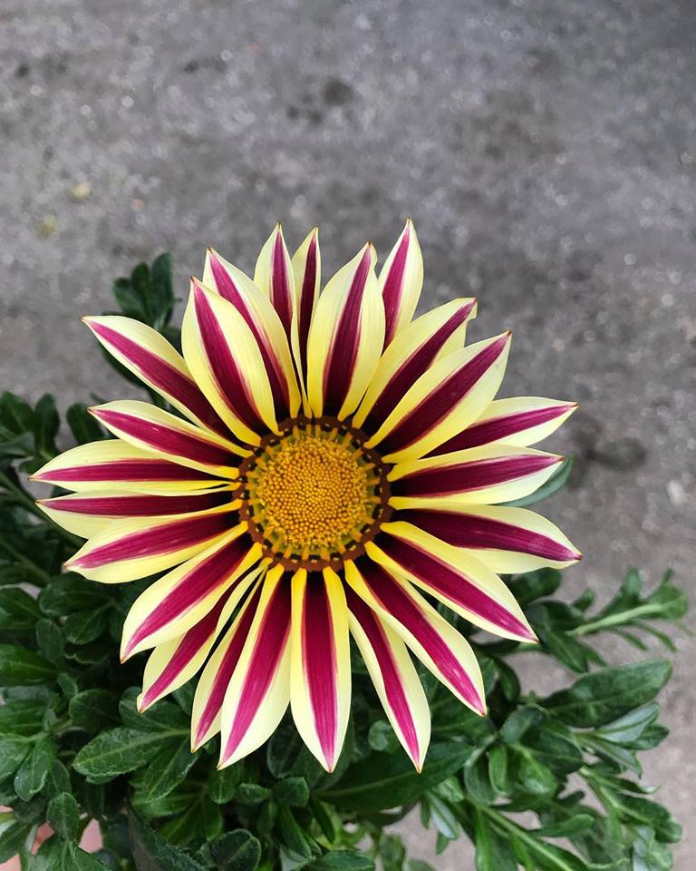 #gazania #florarici #brescia #pianta #fiore